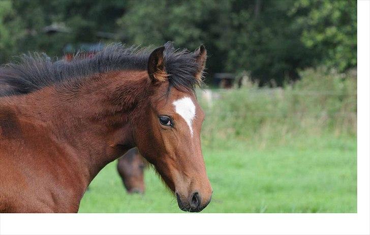 Mangalarga Marchador Girada vom Cassenshof - Baby i Tyskland <3  billede 7