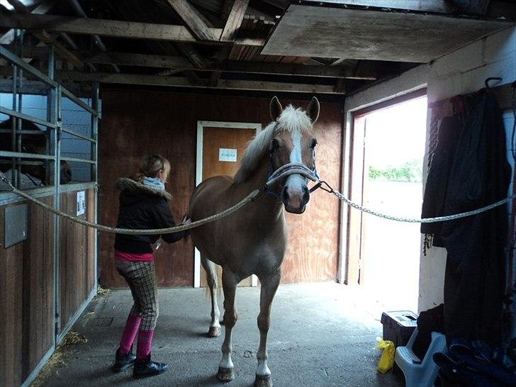 Anden særlig race Miss Jade billede 18