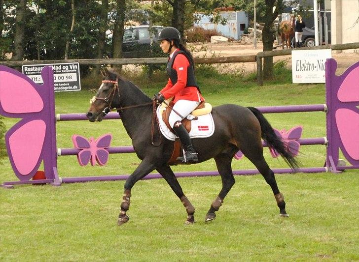 New Forest FOREST - L/M CHAMPIONAT 2011.
 billede 15