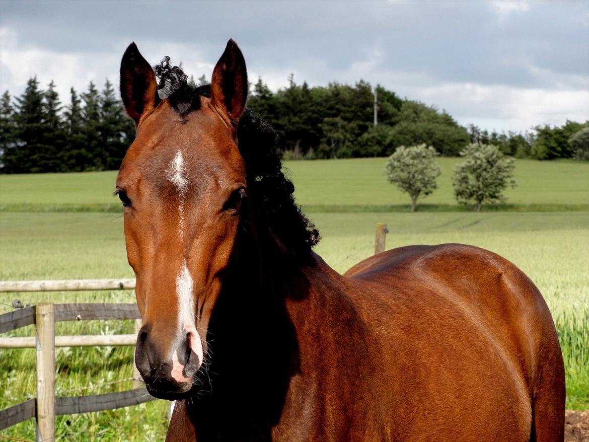 DSP Stidsbjergs Night Whisper billede 4