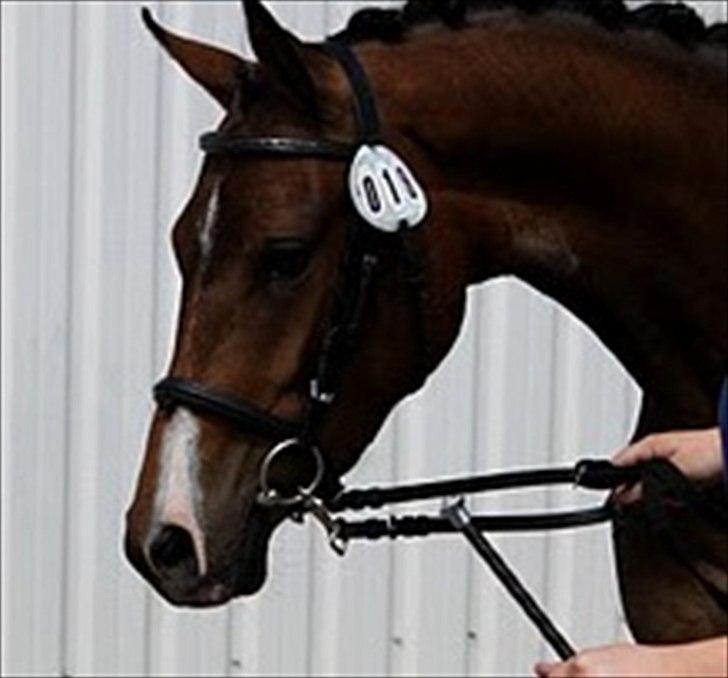 DSP Stidsbjergs Night Whisper billede 5