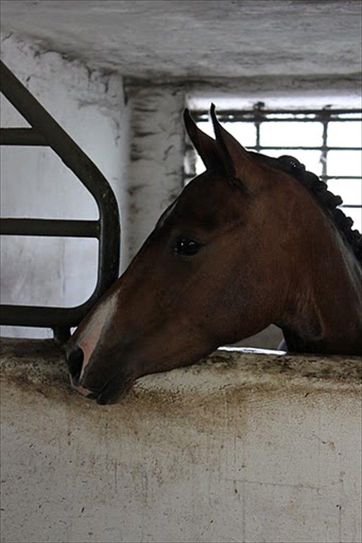 DSP Stidsbjergs Night Whisper billede 7