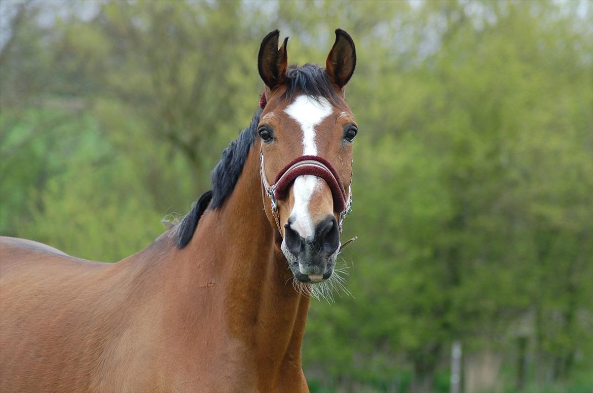 Dansk Varmblod Bounty billede 14