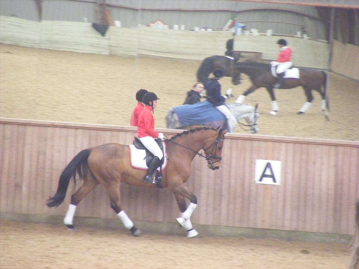 Holstener Life Star billede 15