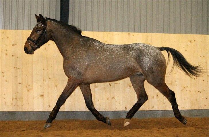 Knabstrupper Storlunds Zantino *SOLGT - slut. 2012* - En fri dag i hallen - starten af 2012 billede 15