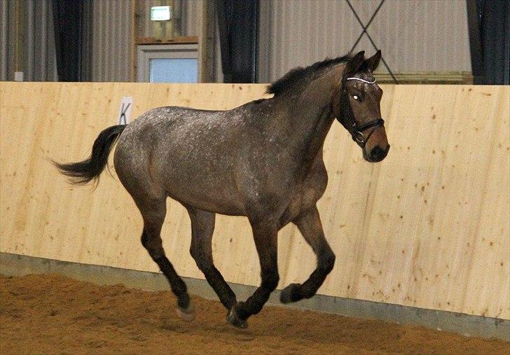 Knabstrupper Storlunds Zantino *SOLGT - slut. 2012* - En fri dag i hallen - starten af 2012 billede 16