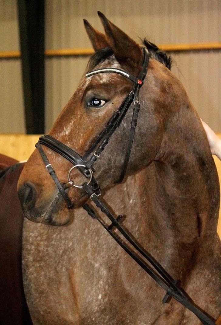 Knabstrupper Storlunds Zantino *SOLGT - slut. 2012* - En fri dag i hallen - starten af 2012 billede 17