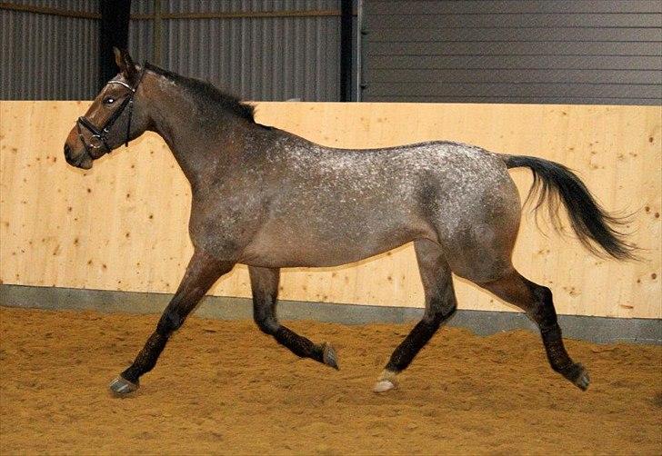 Knabstrupper Storlunds Zantino *SOLGT - slut. 2012* - En fri dag i hallen - starten af 2012 billede 18