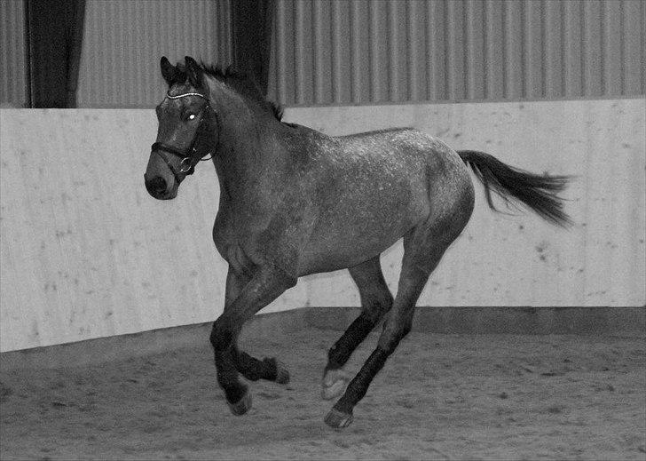 Knabstrupper Storlunds Zantino *SOLGT - slut. 2012* - En fri dag i hallen - starten af 2012 billede 19