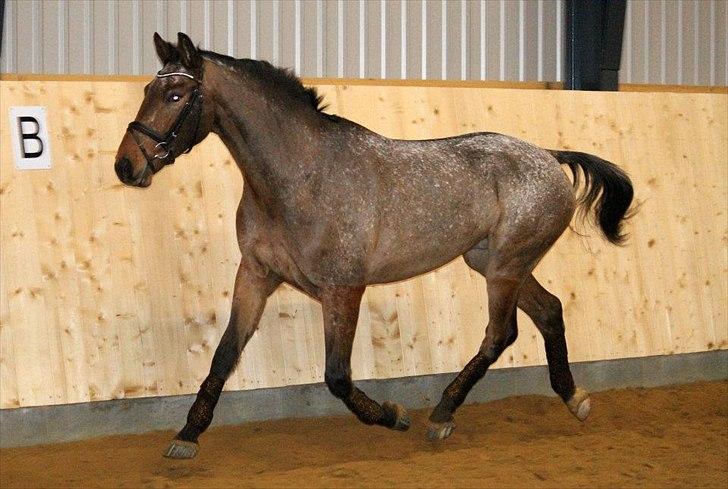 Knabstrupper Storlunds Zantino *SOLGT - slut. 2012* - En fri dag i hallen - starten af 2012 billede 1