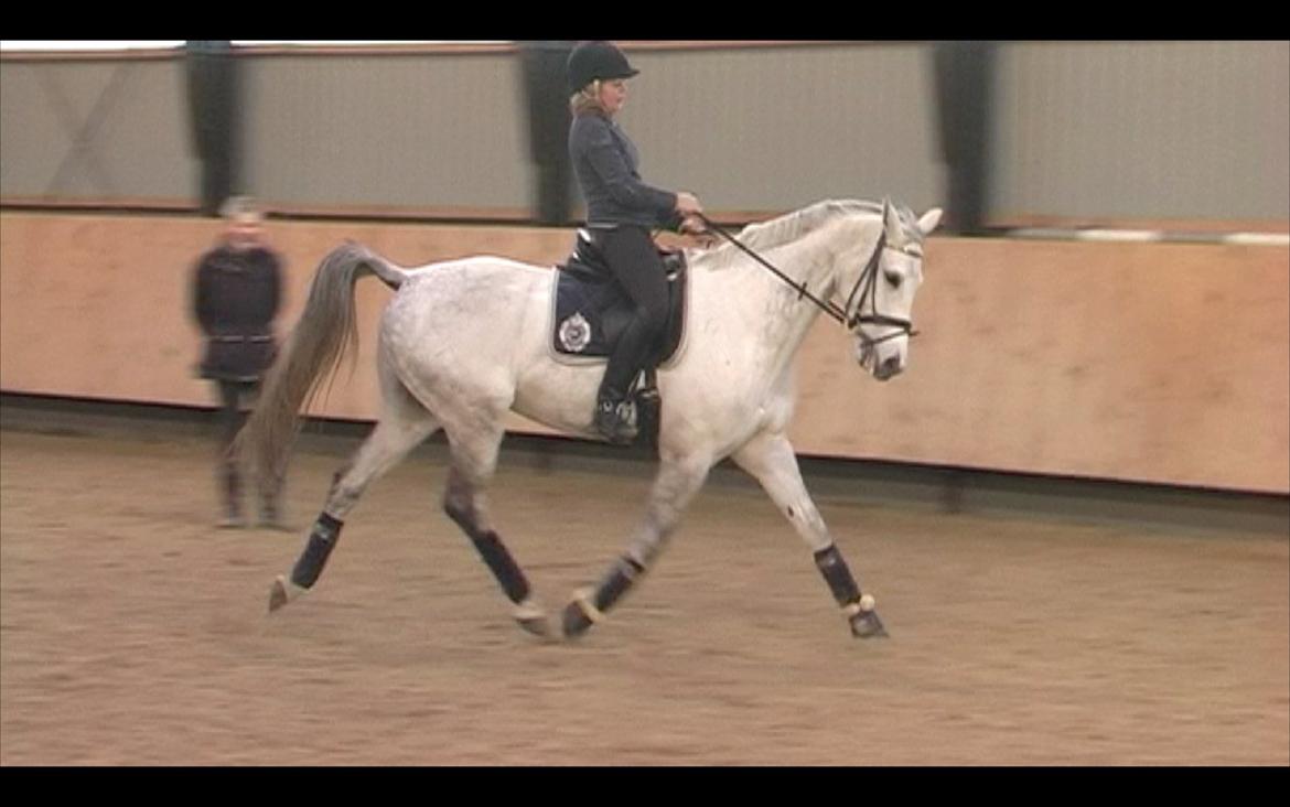 Trakehner Hilfiger - Smukke Hilfiger billede 5