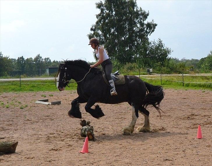 Irish Cob Lady Giga Of Ireland billede 46