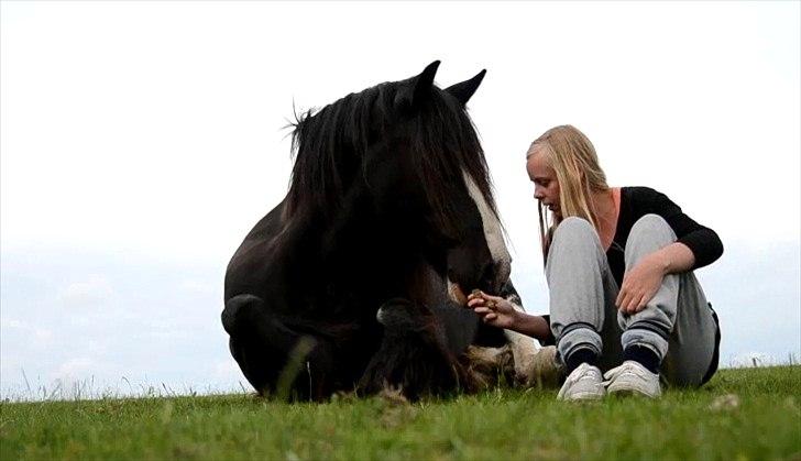 Irish Cob Lady Giga Of Ireland billede 47