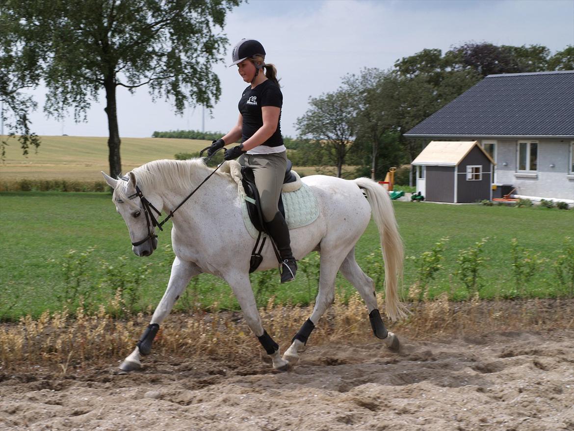 Anden særlig race ..Kasmir (Kasse) billede 19