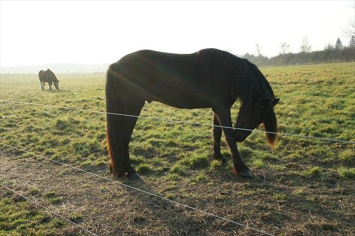 Frieser Frodo De Leuke billede 19