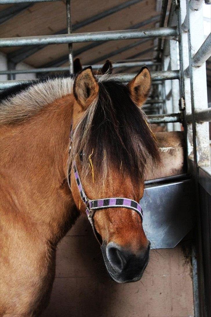Anden særlig race Chess (Rider ikke mere) RIDESKOLEHEST - 7) Chess i hendes boks. Foto: Bettina Westh <3 billede 7