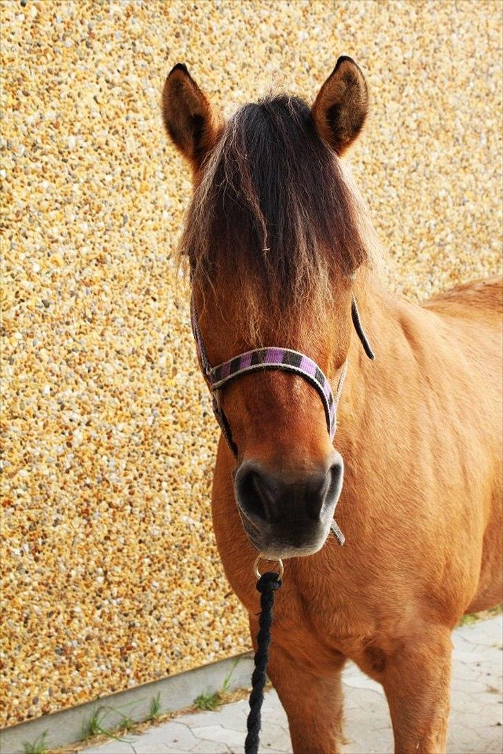 Anden særlig race Chess (Rider ikke mere) RIDESKOLEHEST - 4) Søde pony! Foto: Bettina Westh <3 billede 4