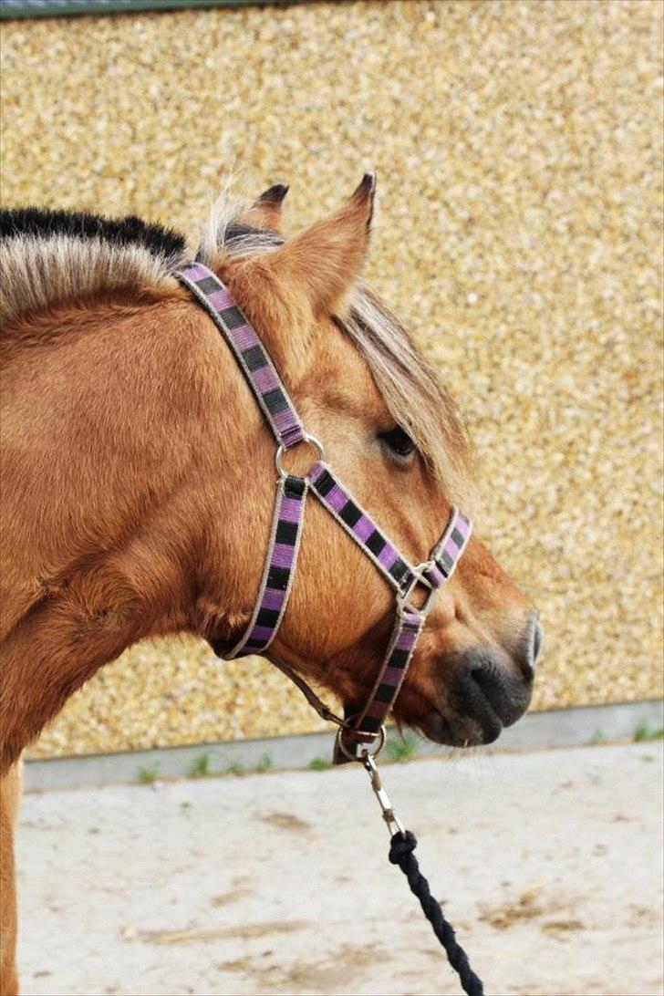 Anden særlig race Chess (Rider ikke mere) RIDESKOLEHEST - 6) Smukke :-* Foto: Bettina Westh <3 billede 6