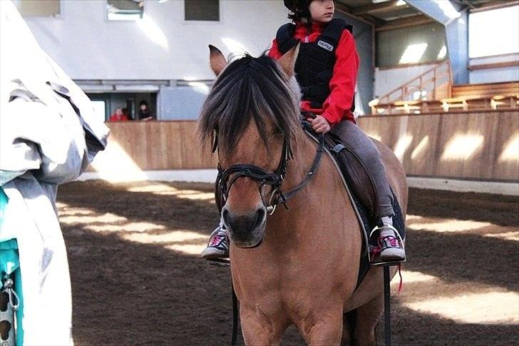 Anden særlig race Chess (Rider ikke mere) RIDESKOLEHEST - 9) Chess står og hygger inde på midten til nybegyndertimen :-) Foto: Mig med Bettinas kamera :-) billede 9
