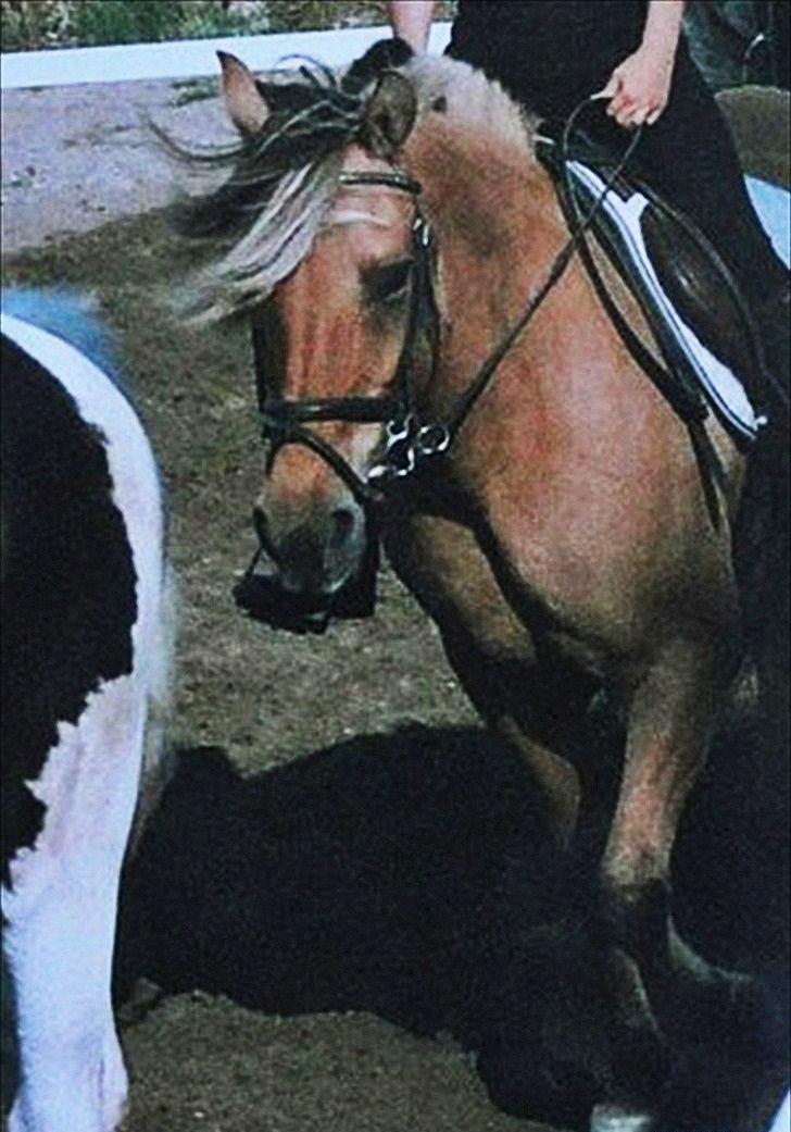 Anden særlig race Chess (Rider ikke mere) RIDESKOLEHEST - 10) Riigtig gammelt billede! Første gang jeg rider på Chess.. Foto: Morfar <3 billede 10