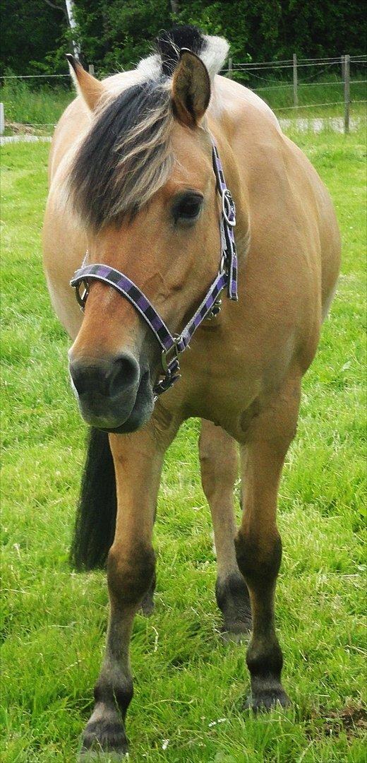 Anden særlig race Chess (Rider ikke mere) RIDESKOLEHEST - 12) Smukke-pigen på fold :-) Foto: Mig billede 12