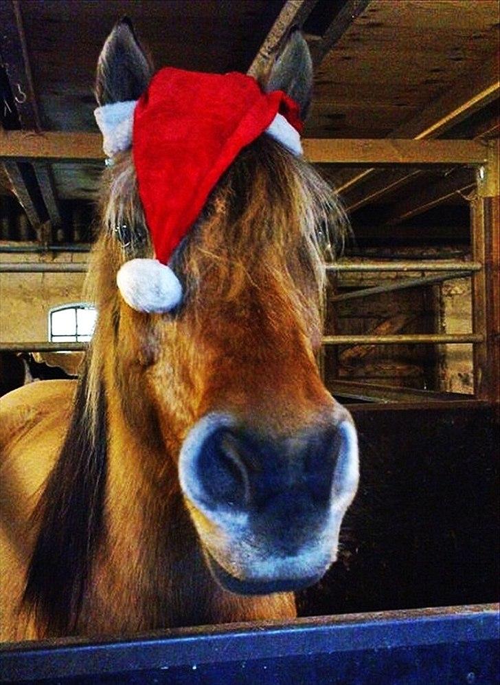 Anden særlig race Chess (Rider ikke mere) RIDESKOLEHEST - 13) Chess hos hendes gamle ejer :-) Foto: ? billede 13