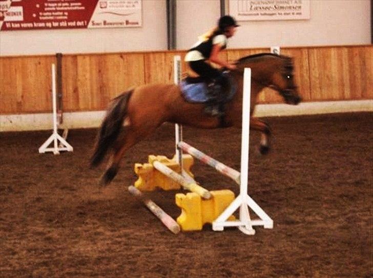 Anden særlig race Chess (Rider ikke mere) RIDESKOLEHEST - 14) En af de først gange Chess og jeg springer :-) meget gammelt billede.. Foto: Mor <3 billede 14