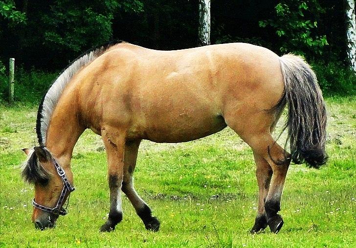 Anden særlig race Chess (Rider ikke mere) RIDESKOLEHEST - 15) Lækre pony! Foto: Mig billede 15