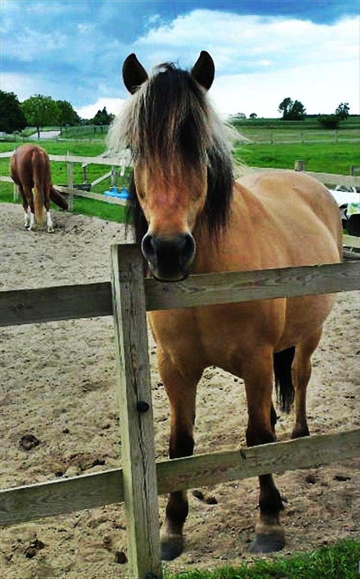 Anden særlig race Chess (Rider ikke mere) RIDESKOLEHEST - Chess hos hendes gamle ejer :-) Foto: ? billede 16