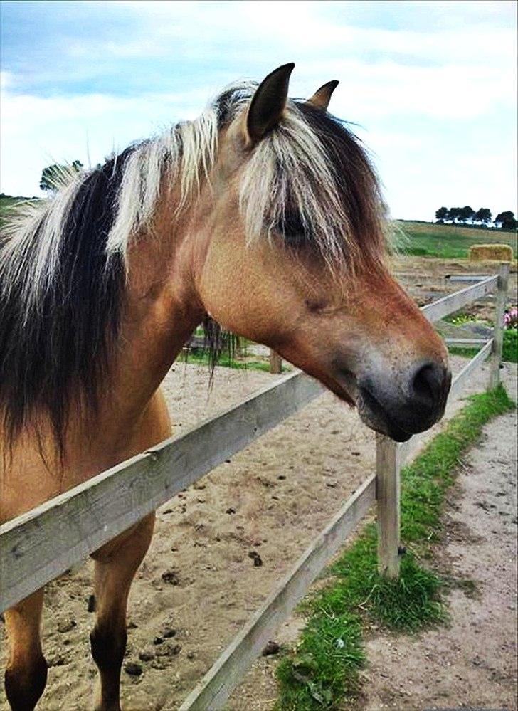 Anden særlig race Chess (Rider ikke mere) RIDESKOLEHEST - Chess hos hendes gamle ejer :-) Foto: ? billede 17