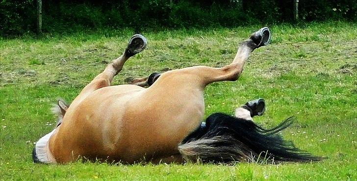 Anden særlig race Chess (Rider ikke mere) RIDESKOLEHEST - 18) Chess ruller på folden :-) Foto: Mig billede 18