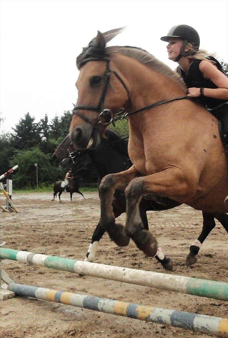 Anden særlig race Chess (Rider ikke mere) RIDESKOLEHEST - 19) Chess springer med Anna :-) Foto: Mig billede 19