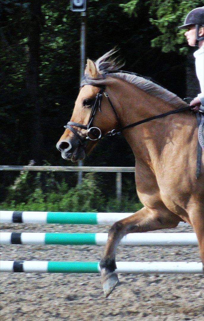 Anden særlig race Chess (Rider ikke mere) RIDESKOLEHEST - 20) Så dejlig at se på! Foto: Mig billede 20