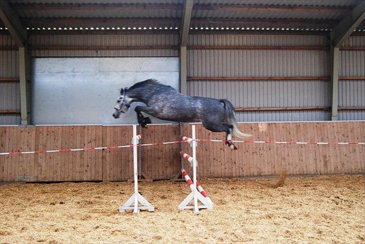 Holstener Coco Chanell S - Coco Chanell S billede 18