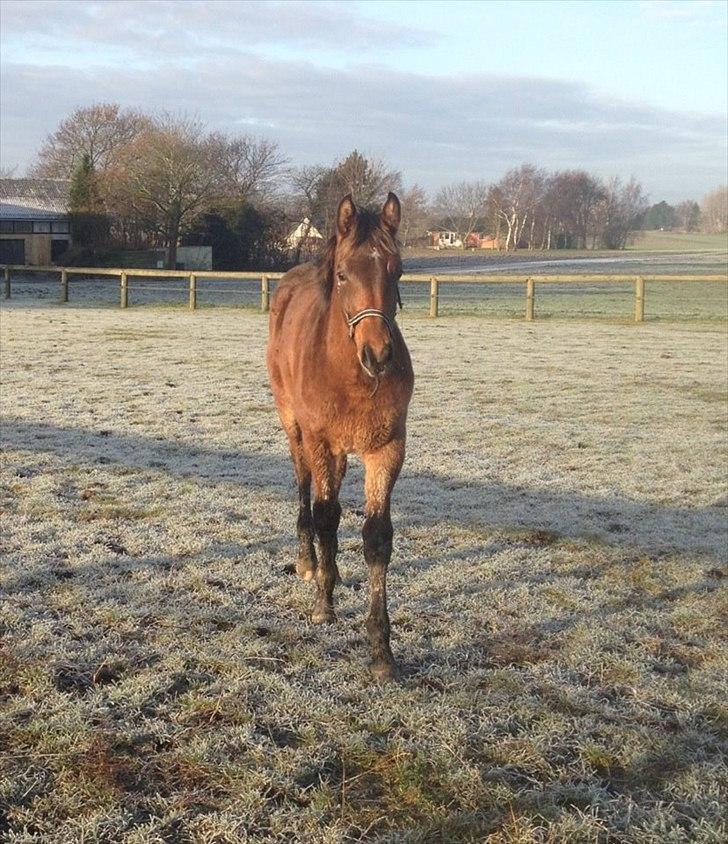 Dansk Varmblod Ringsgaards geni - Geni d. 31 dec 2011 billede 23