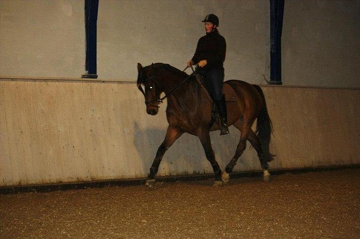 Dansk Varmblod Mixit - 29. dec. 2011 billede 2