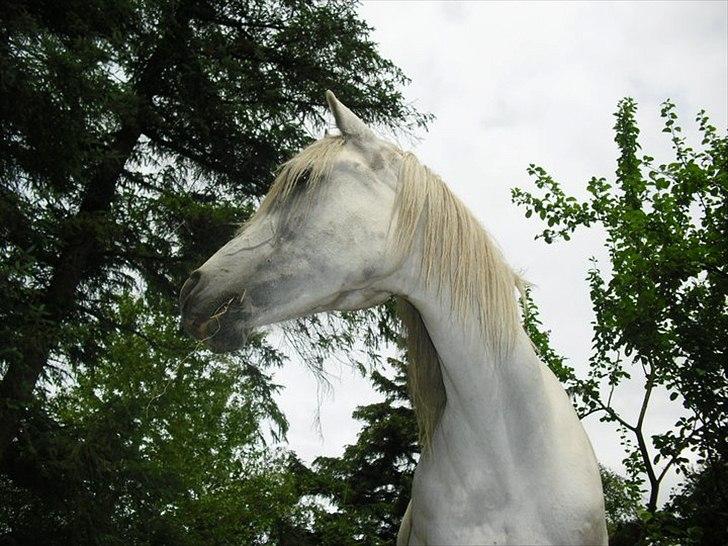 Arabisk fuldblod (OX) Ca Thacion - man bliver ikke smukkere <3<3 elsker dig min skat  billede 7