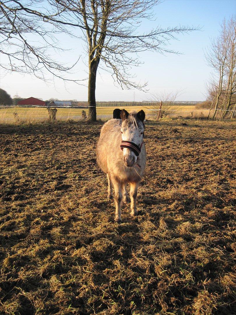 Anden særlig race musse billede 5