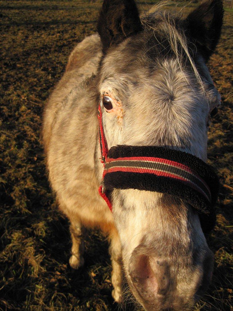 Anden særlig race musse billede 6