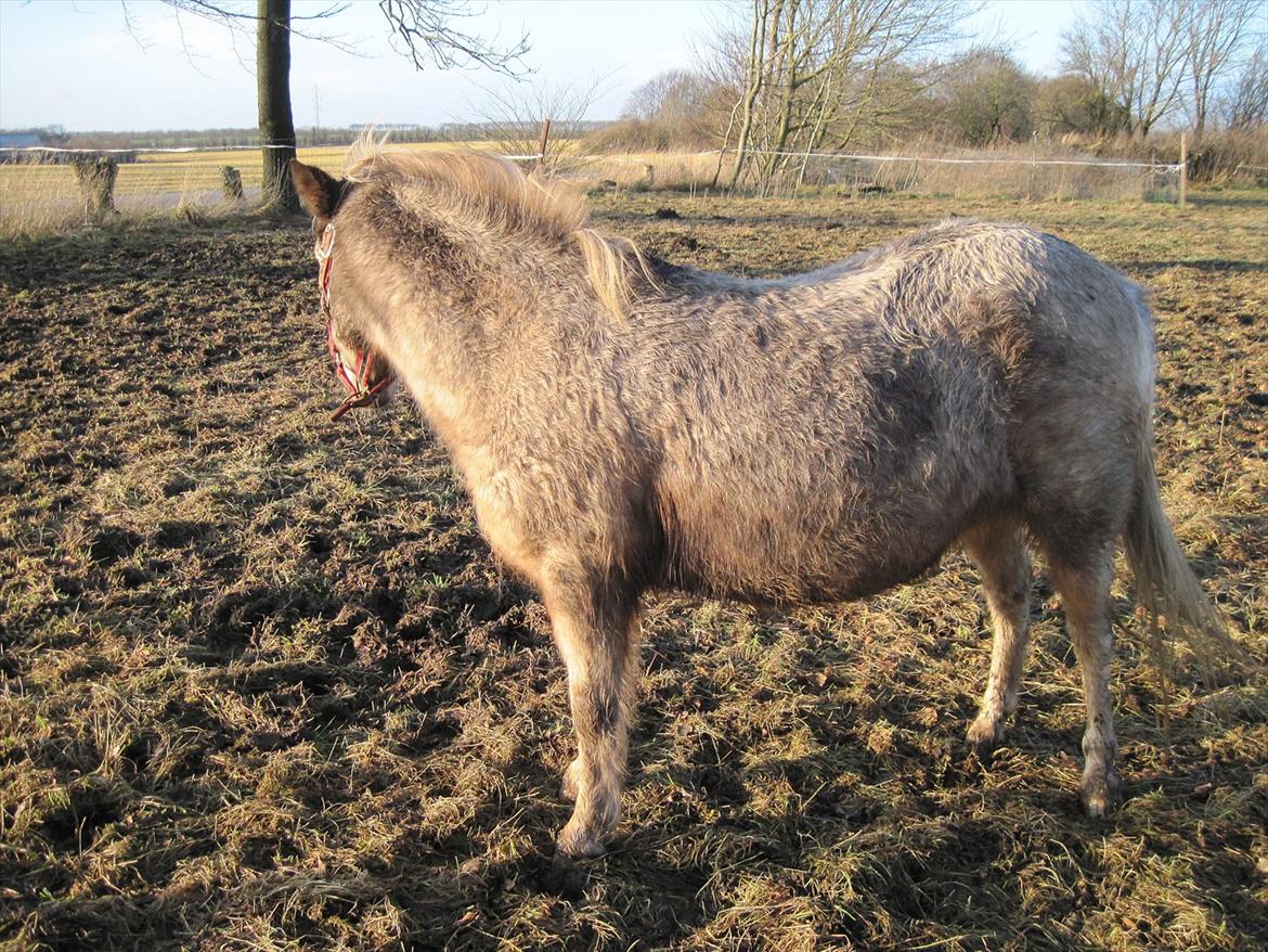 Anden særlig race musse billede 7