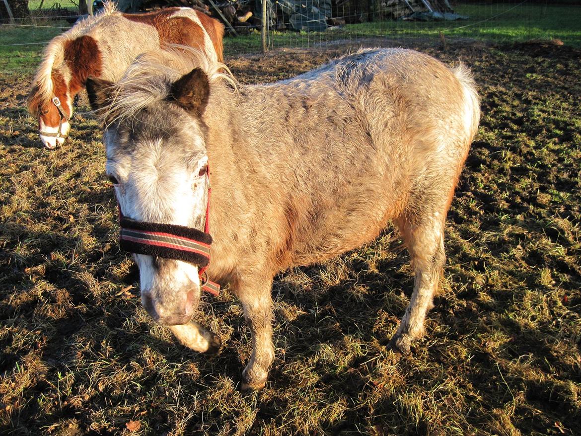Anden særlig race musse billede 9