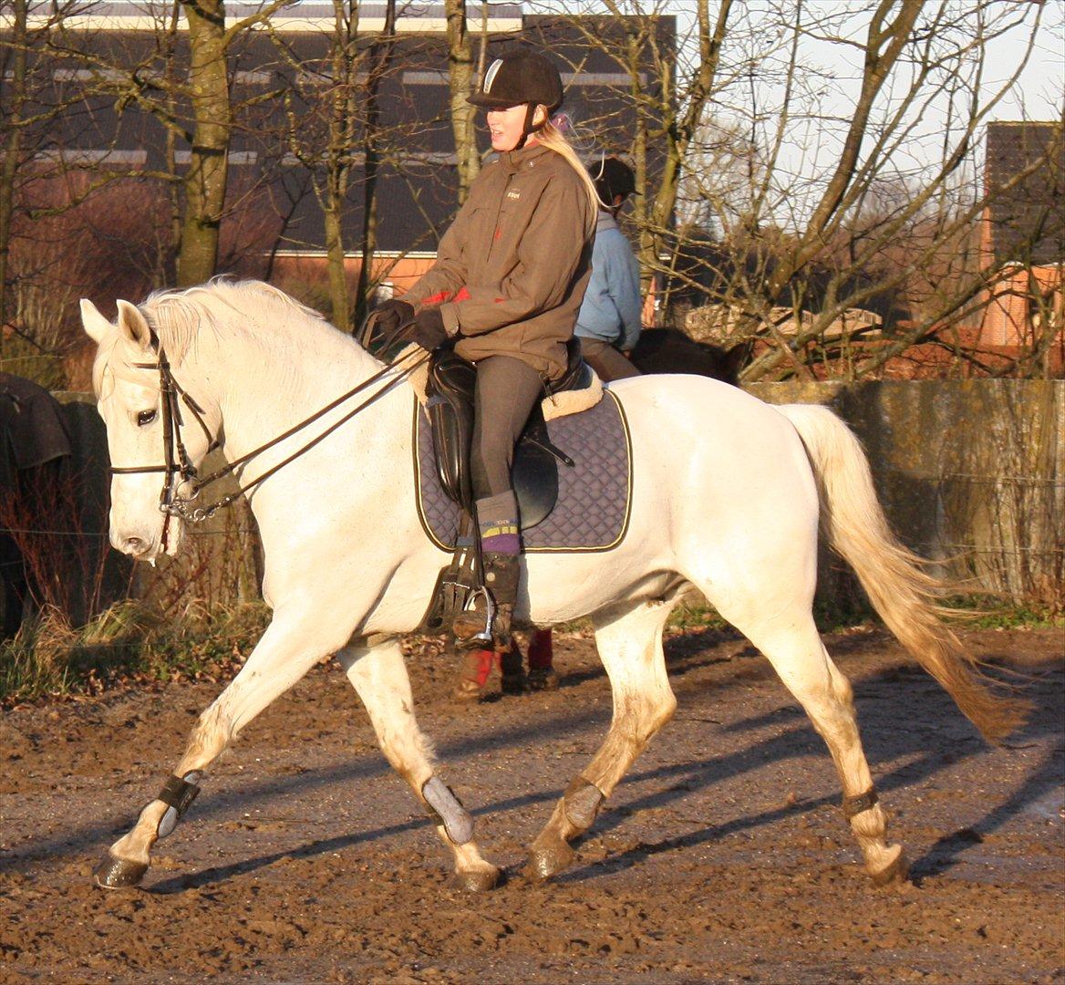 Anden særlig race Mr. Rubin Hurricane Carter B-Pony - Træning juleaftensdag d.24-12-2011 billede 10