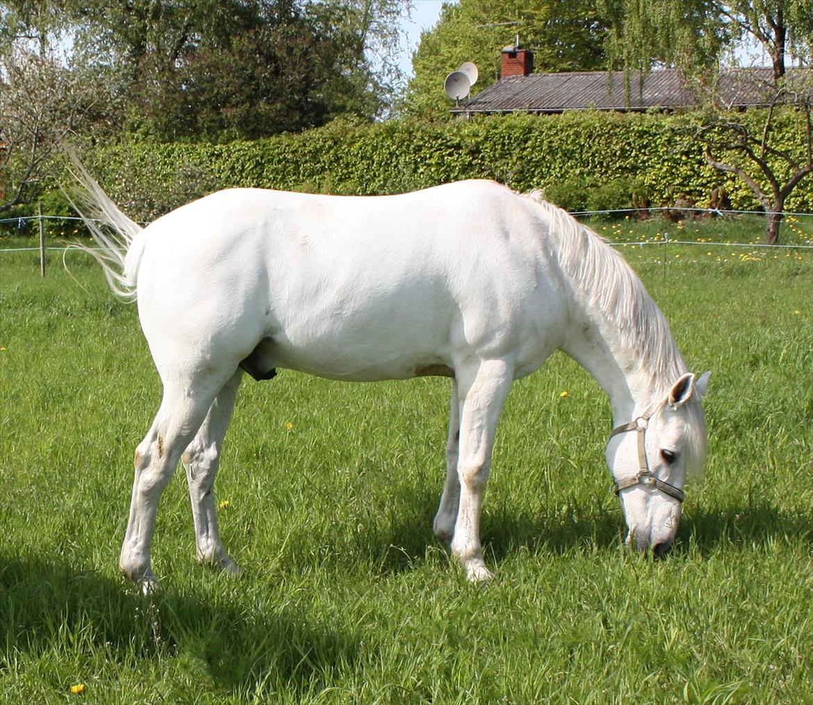 Anden særlig race Mr. Rubin Hurricane Carter B-Pony - Mr. Rubin Hurricane Carter på fold sommeren 2011 billede 12