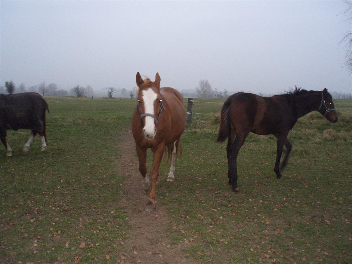 Dansk Varmblod magic night billede 6