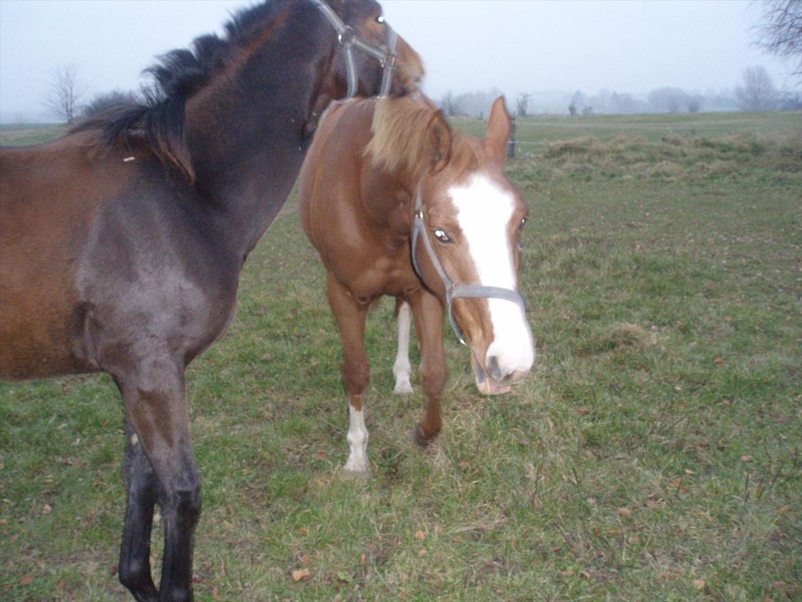 Dansk Varmblod magic night billede 7