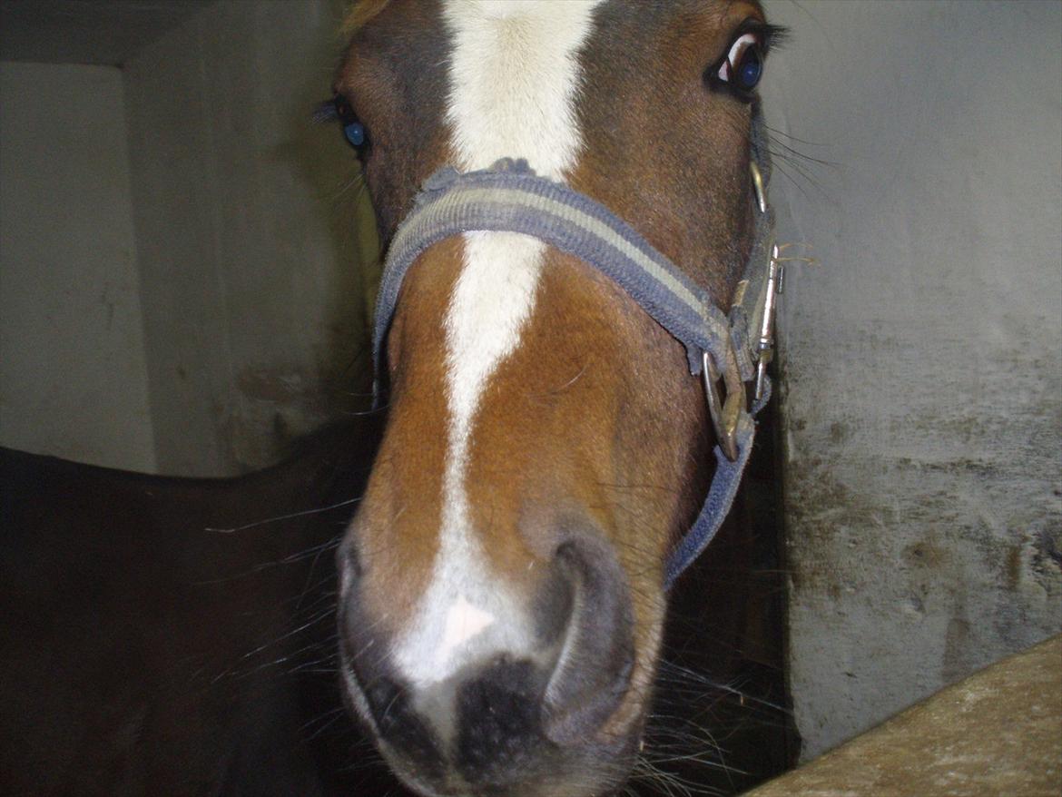 Dansk Varmblod magic night billede 8