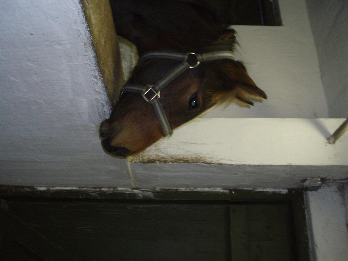 Dansk Varmblod magic night billede 9