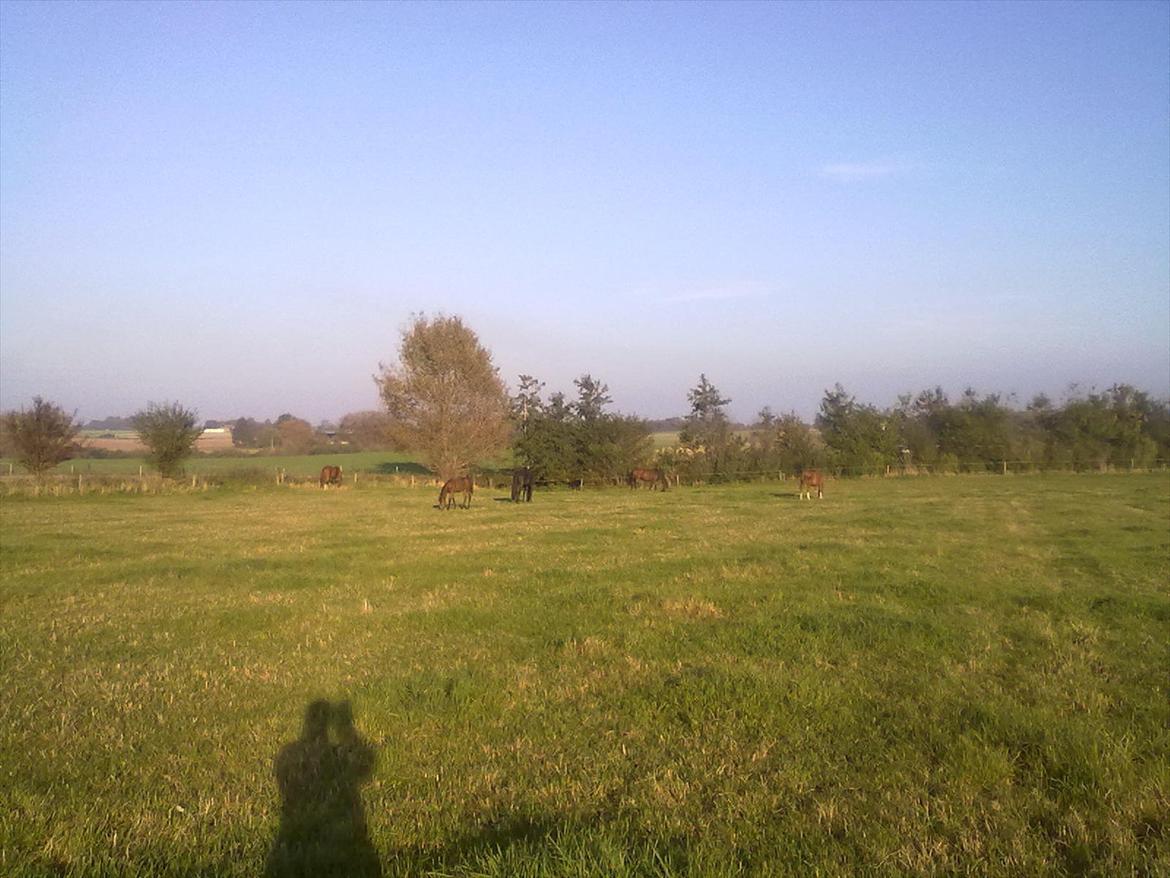 Dansk Varmblod magic night billede 10