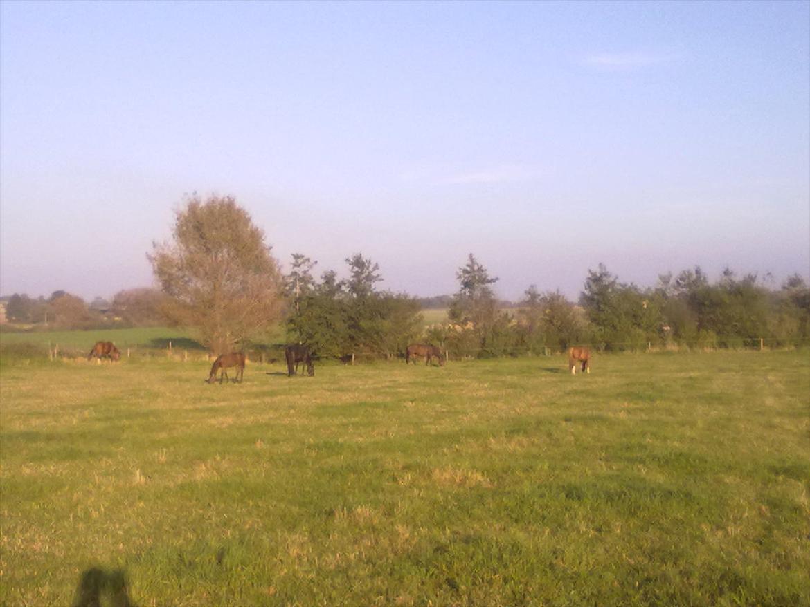 Dansk Varmblod magic night billede 11