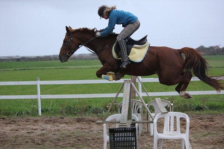 Traver Højvangen´s Play (solgt) billede 10